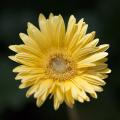 IMG_4700 pale yellow flower square crop